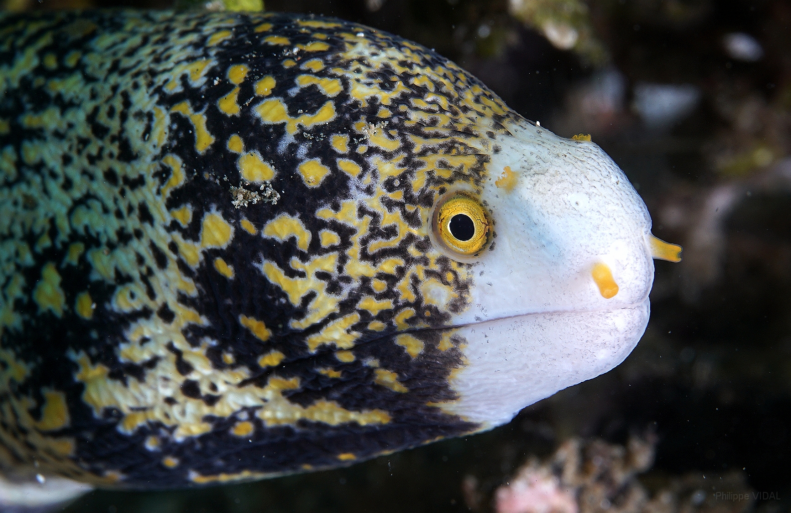 Banda Sea 2018 - DSC05562_rc - Snowflake moray - Murene etoilee - Echidna nebulosa.jpg